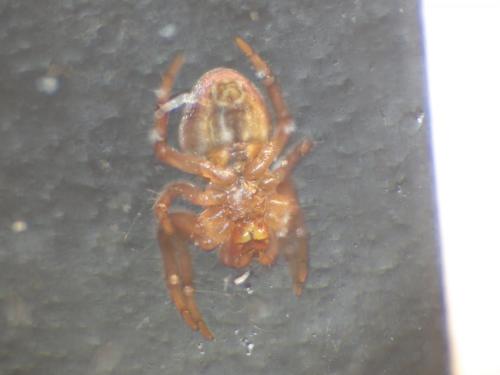 Araniella sp.